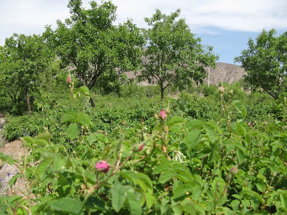 Damask Rose Gardens in Ghamsar