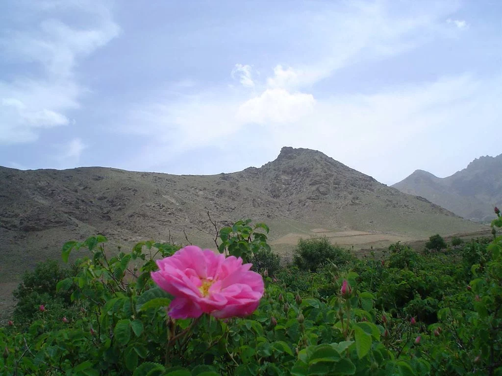 Damask Rose Gardens in Ghamsar