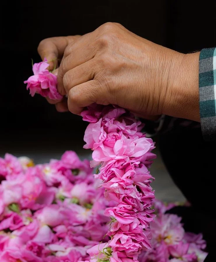 Damask Rose Gardens in Ghamsar