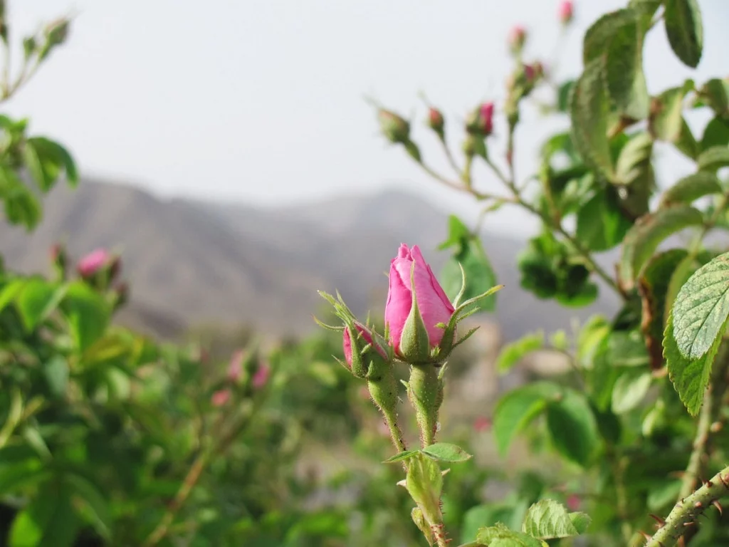 Damask Rose Gardens in Ghamsar