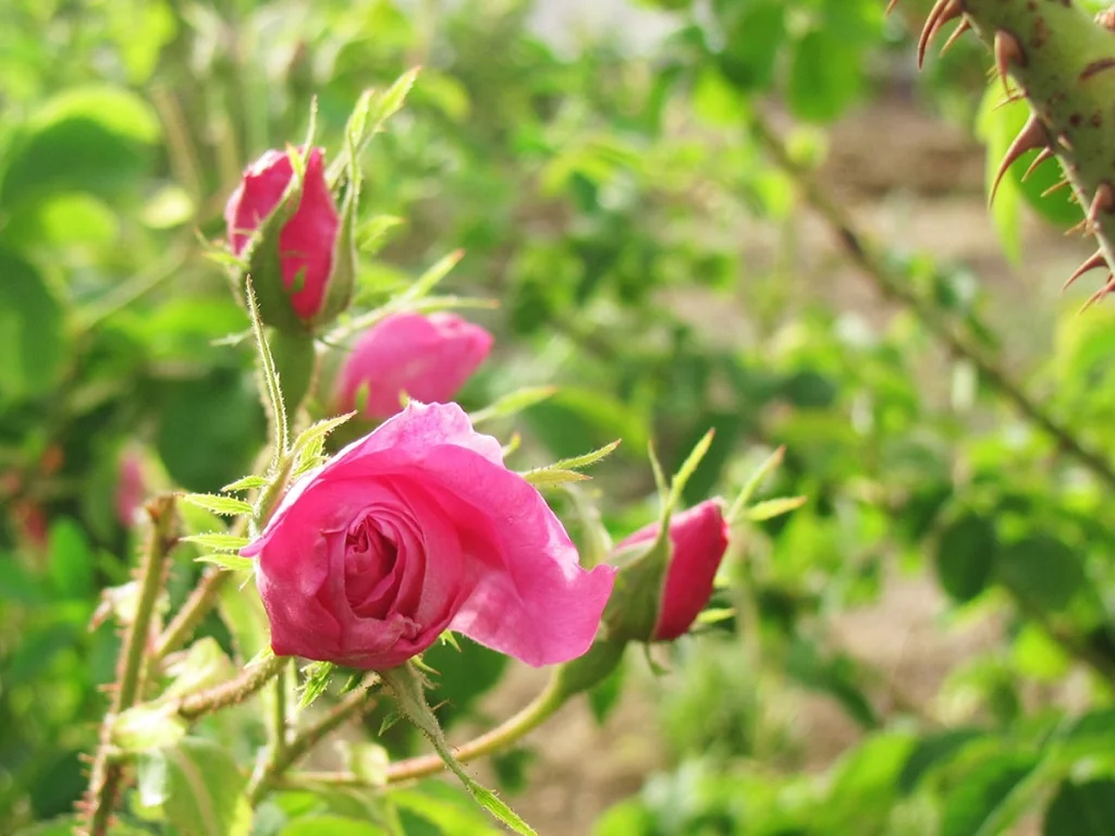 Damask Rose Gardens in Ghamsar