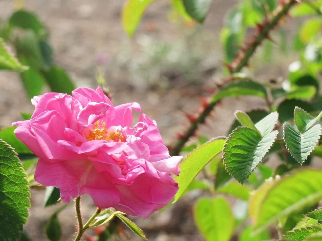 Damask Rose Gardens in Ghamsar