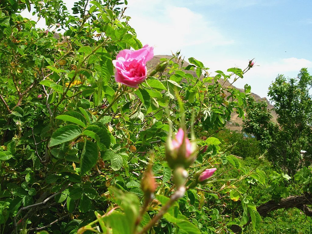Damask Rose Gardens in Ghamsar