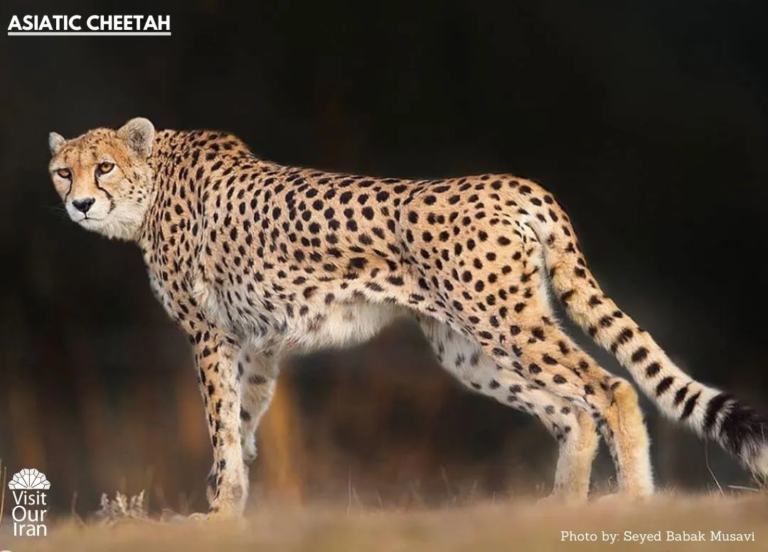 Asiatic Cheetah 1