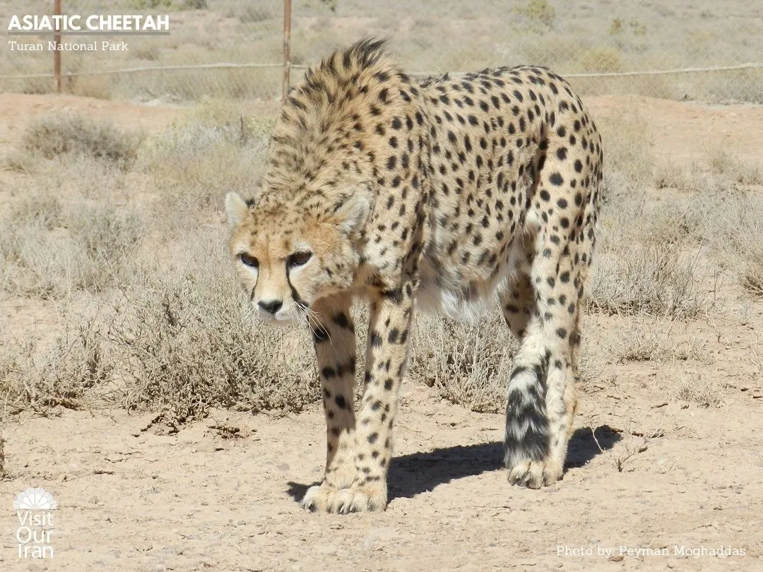 Asiatic Cheetah 2