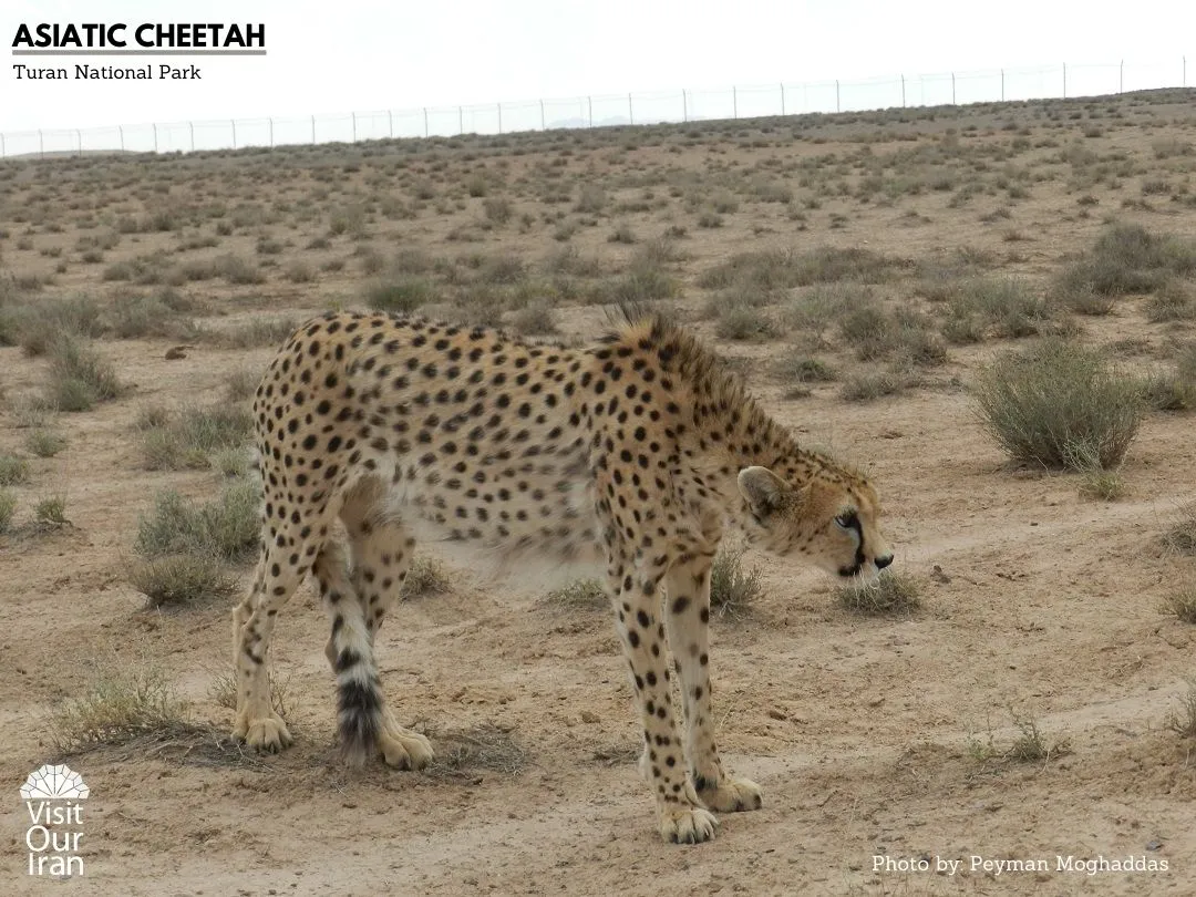 Asiatic Cheetah 5