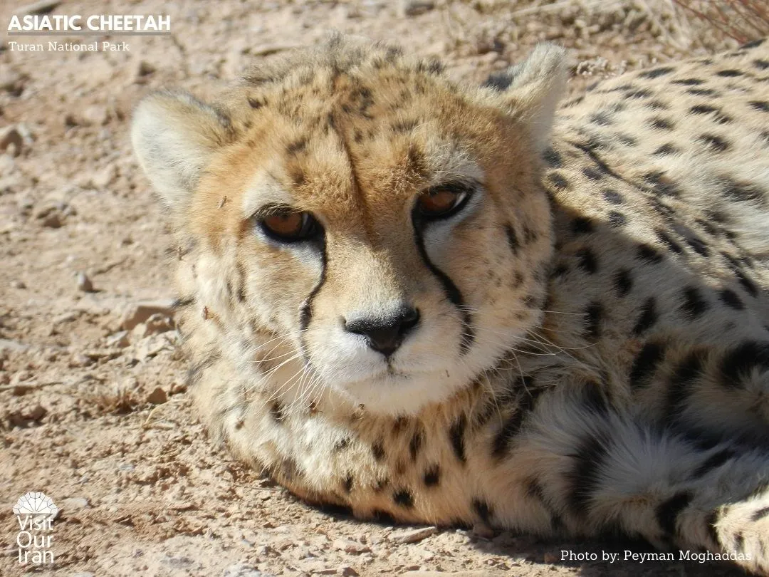 Asiatic Cheetah