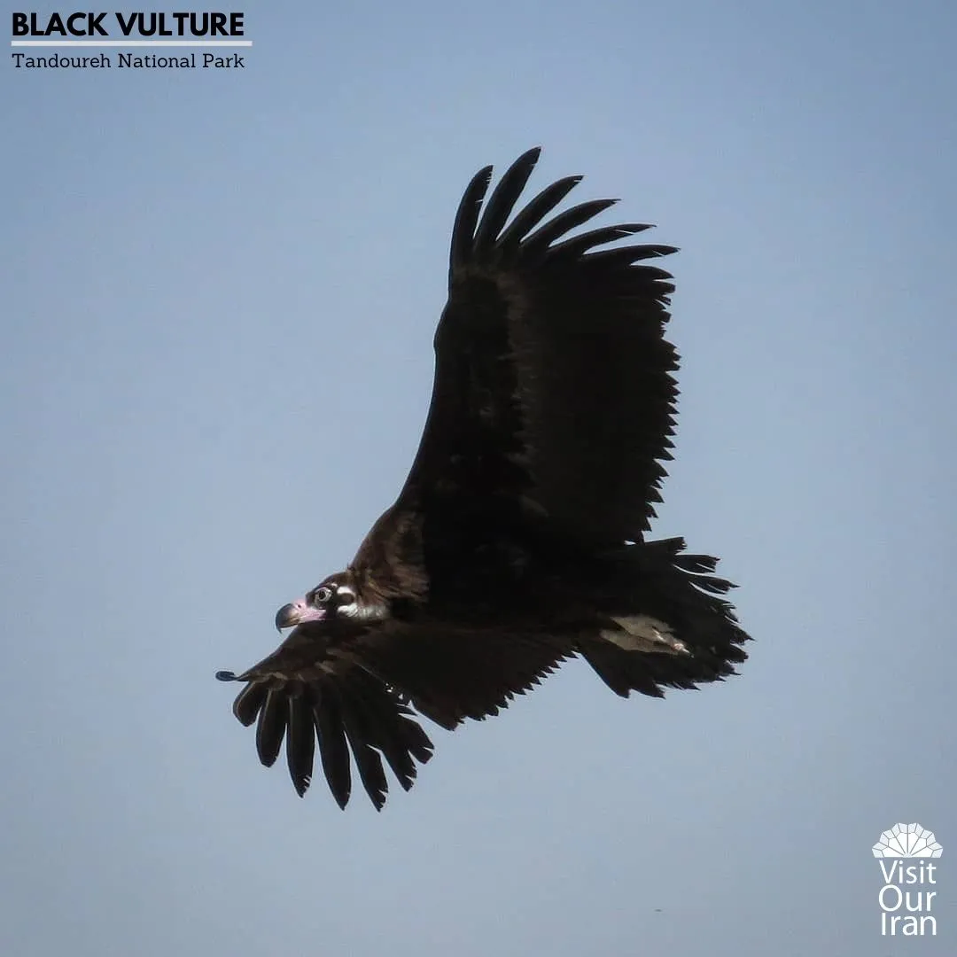 Black Vulture