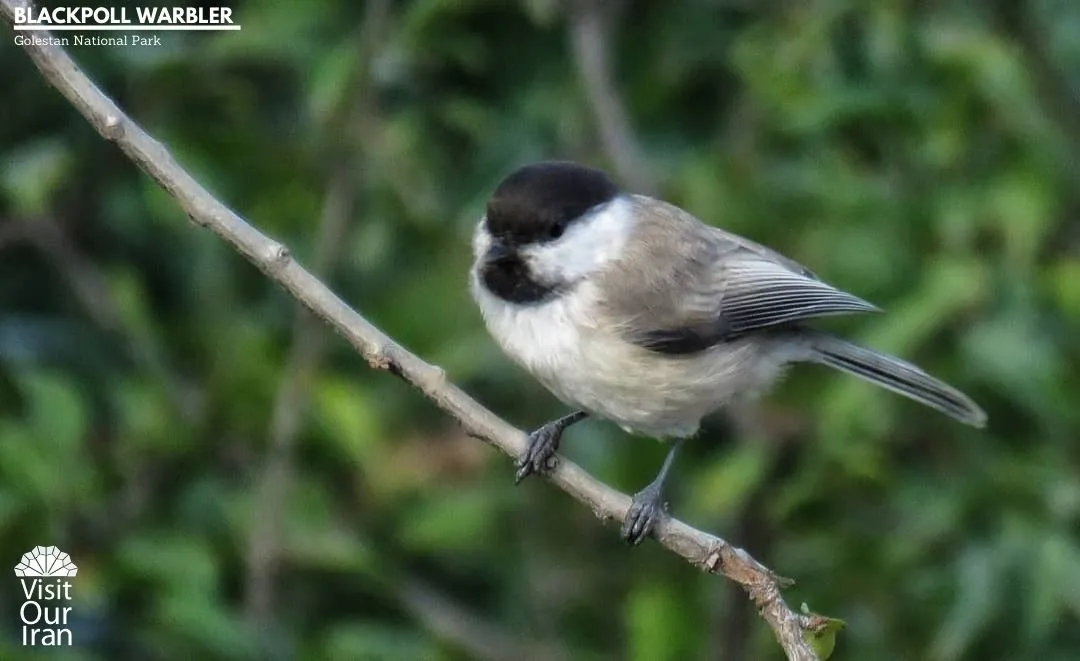 Blackpoll warbler