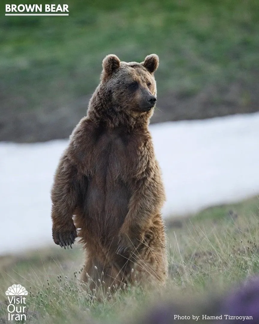 Brown bear