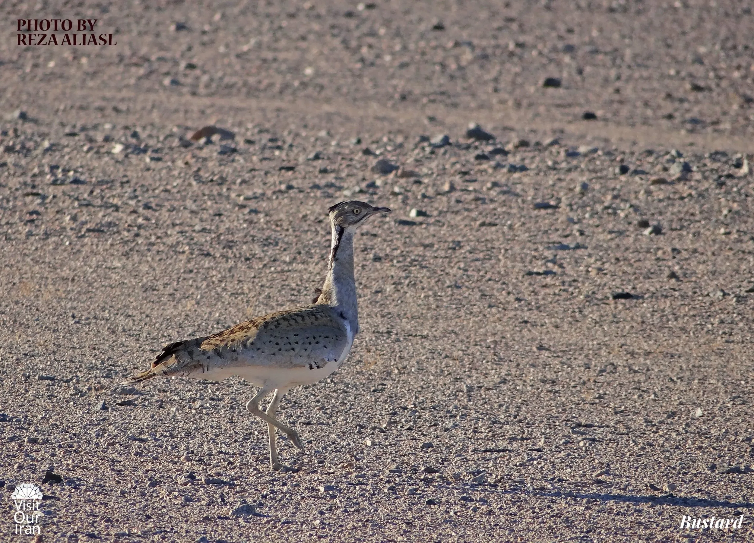 Bustard 1