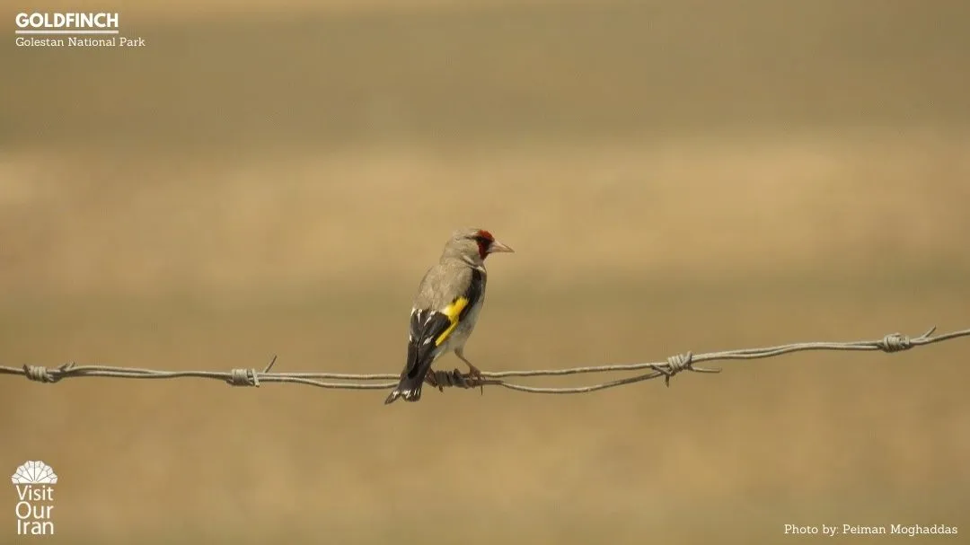 Goldfinch 1