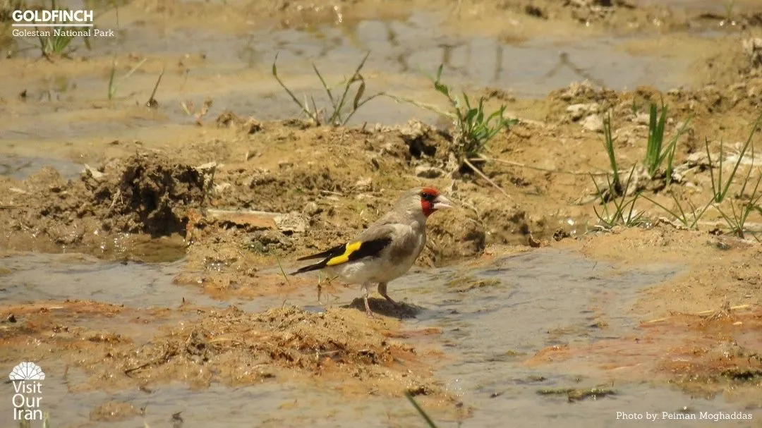 Goldfinch