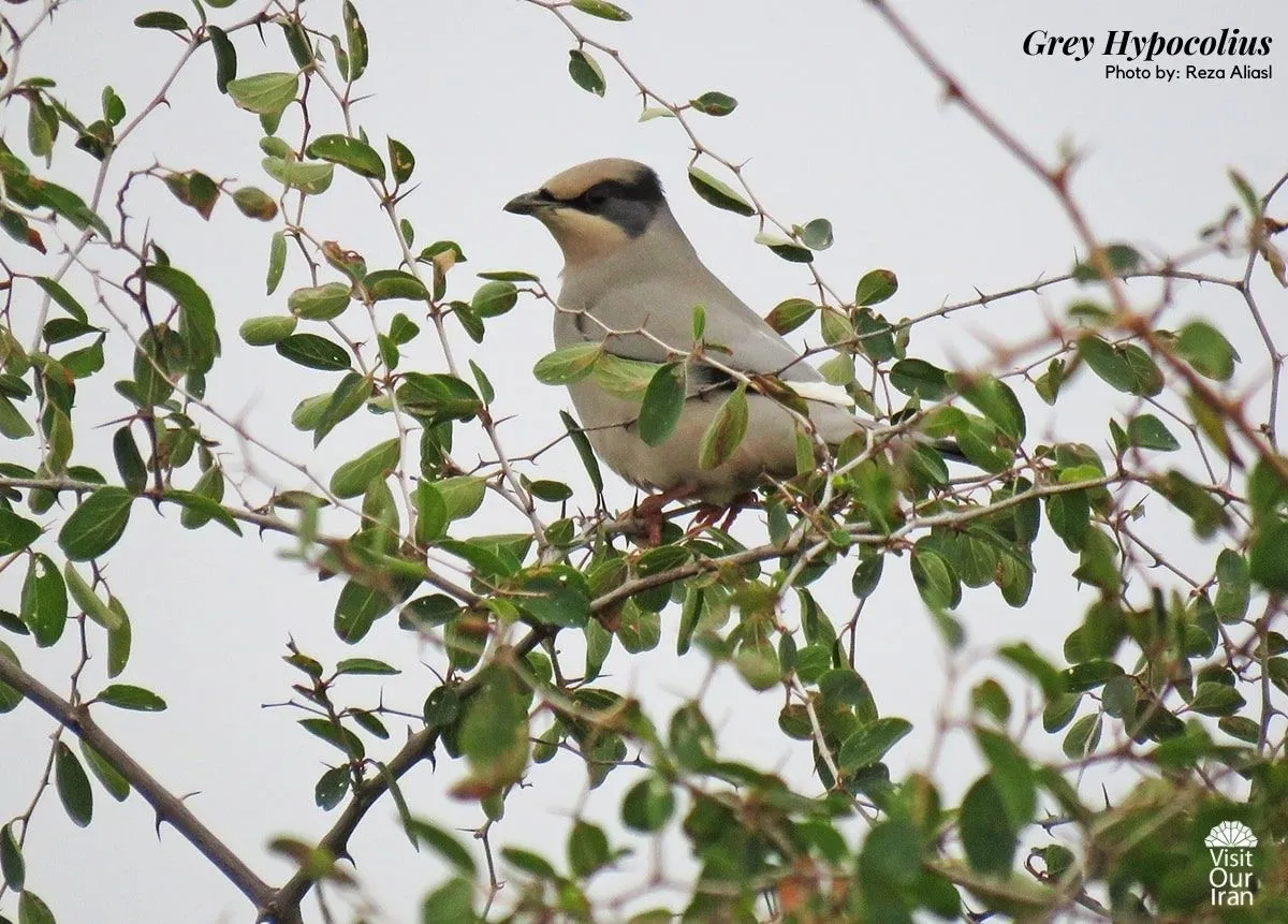 Grey Hypocolius