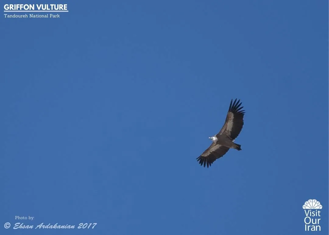 Griffon Vulture 1