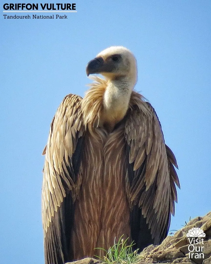 Griffon Vulture 2