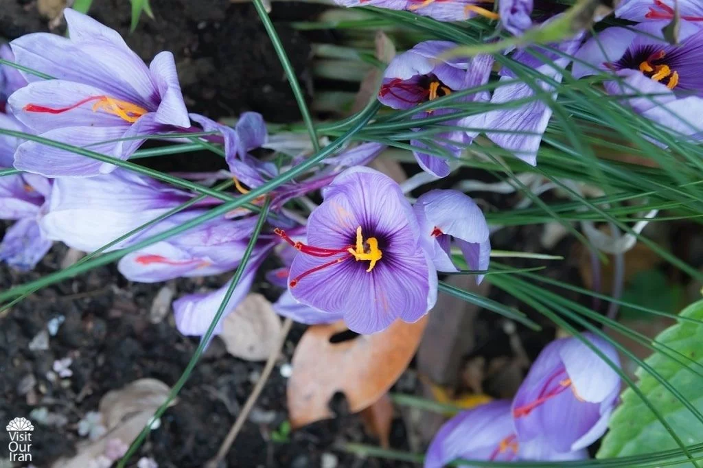 How to Distinguish the High Quality Saffron 4