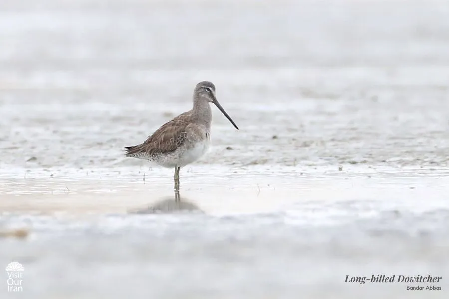 Long billed Dowitcher