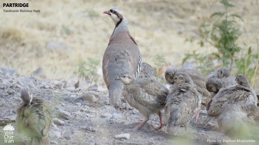 Partridge