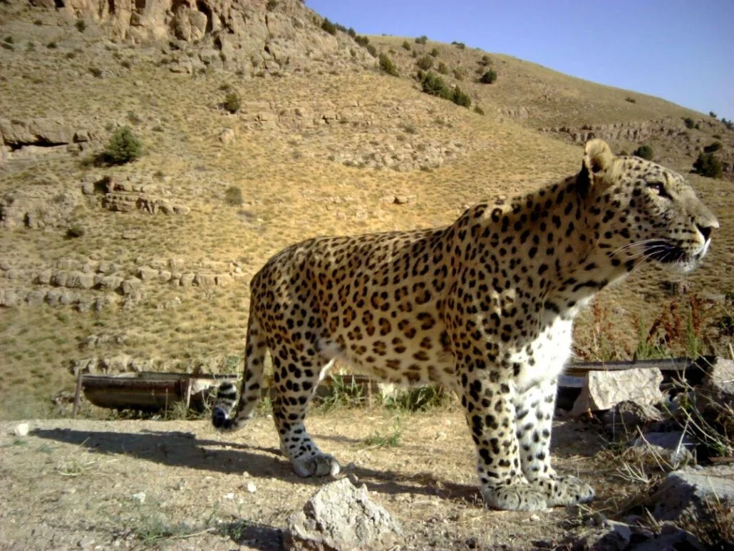 Observing Five Persian Leopards on World Wildlife Day - Visit Our Iran -  Discover Iran