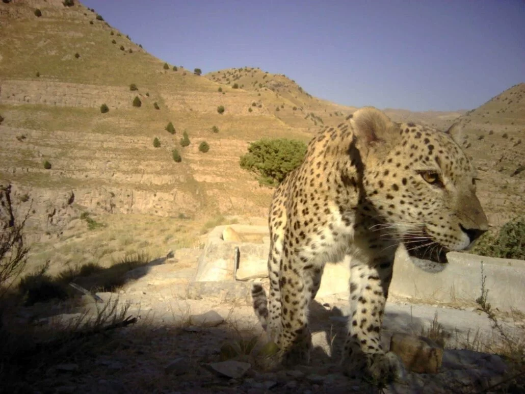 Persian Leopard 3