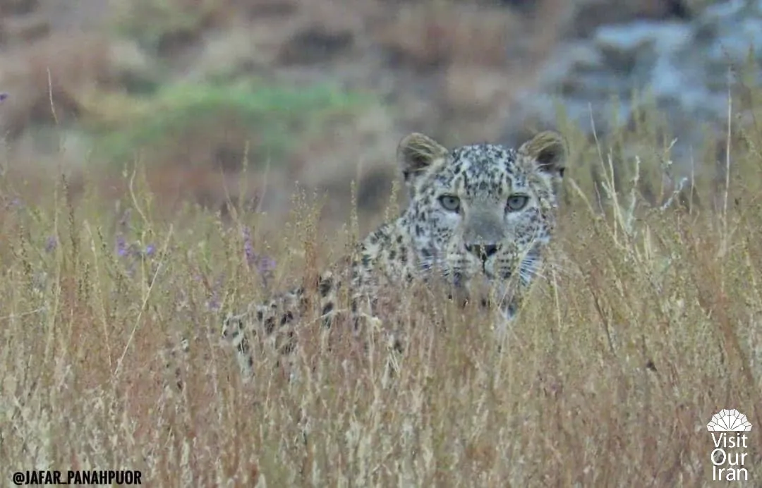 Persian Leopard