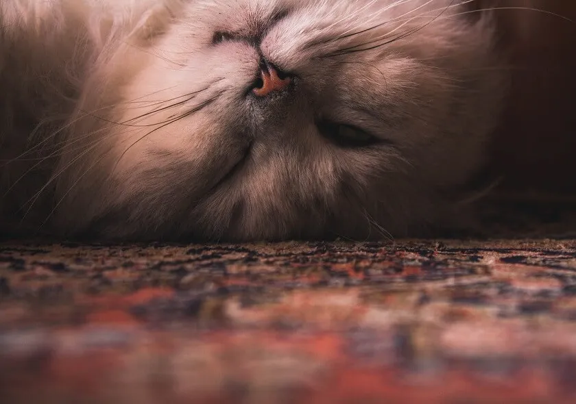 Persian carpets persian cats