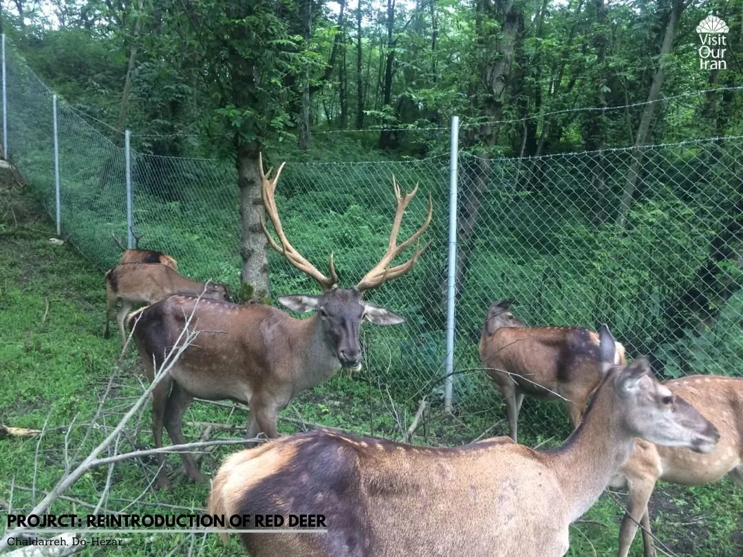 Projrct Reintroduction of Red Deer