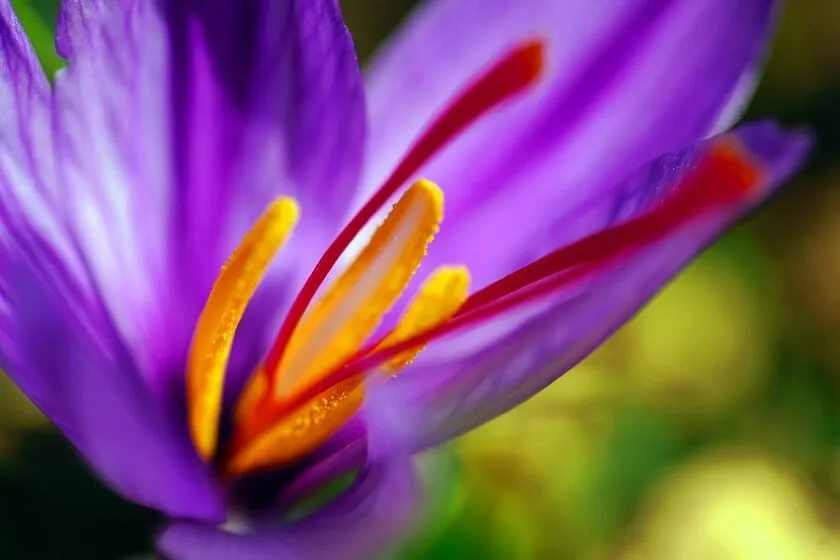 Saffron-the-red-gold-of-Iran