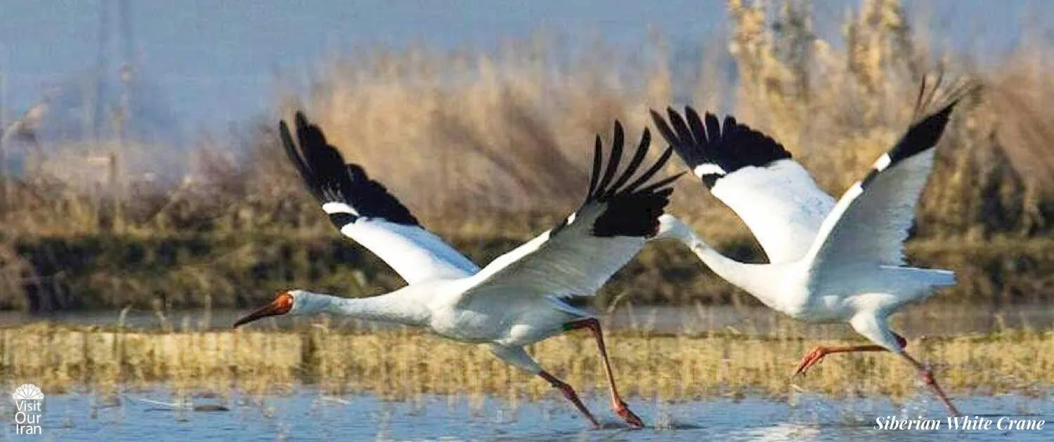 Siberian White Crane 3