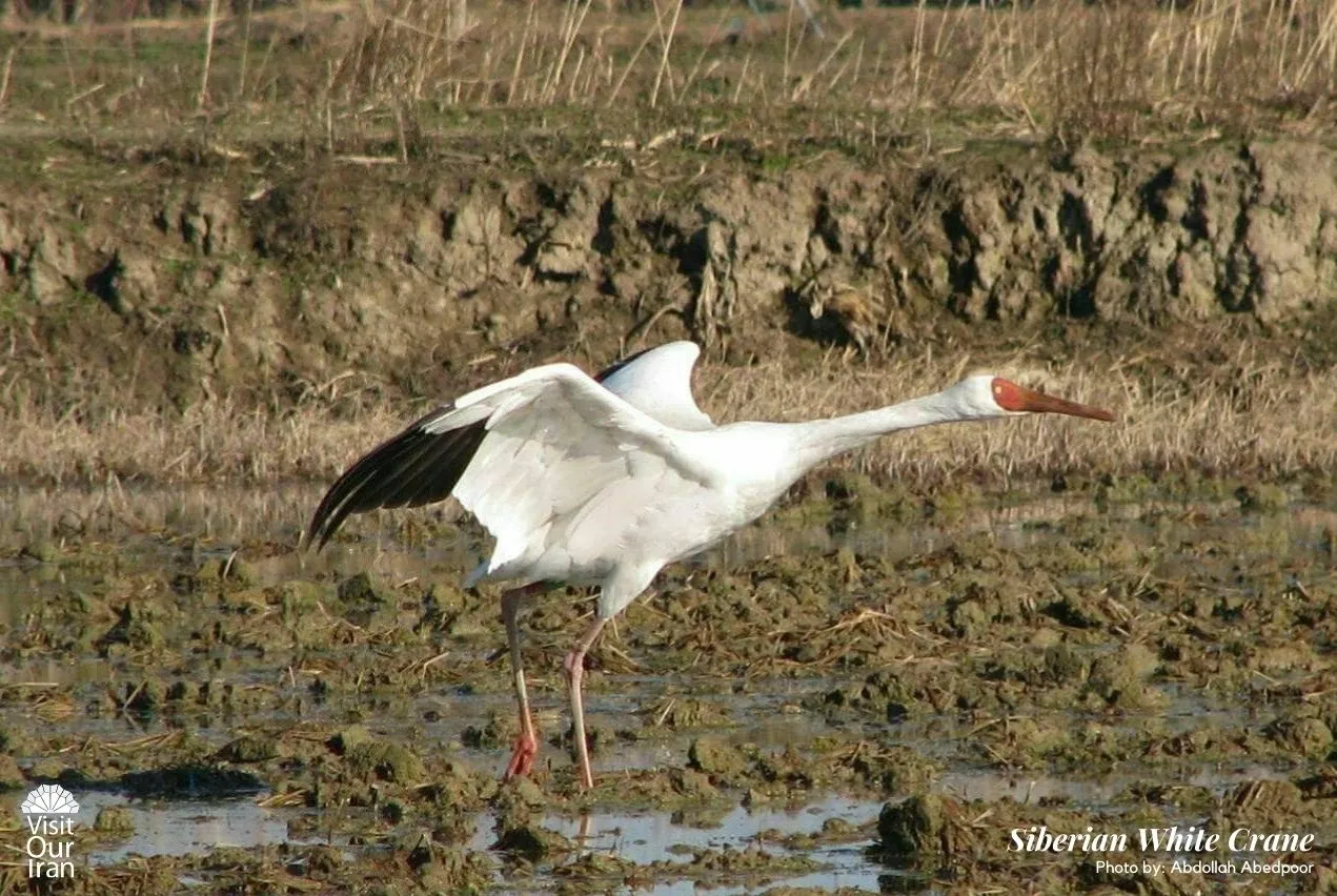 Siberian White Crane 5