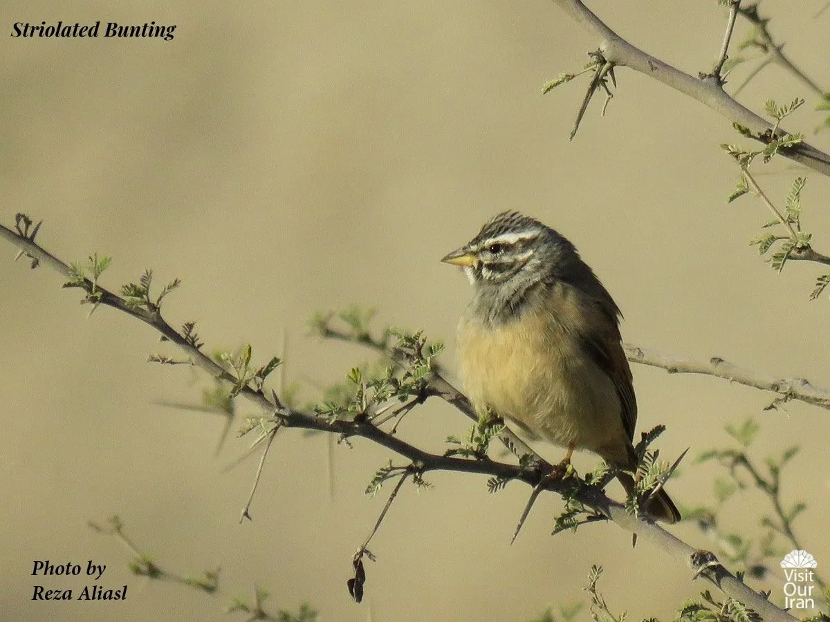 Striolated Bunting