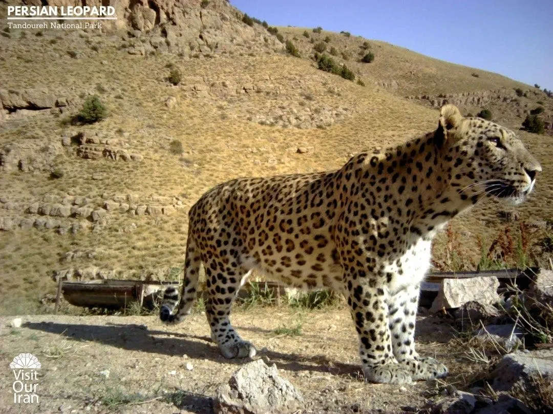 Tandoureh national park 1