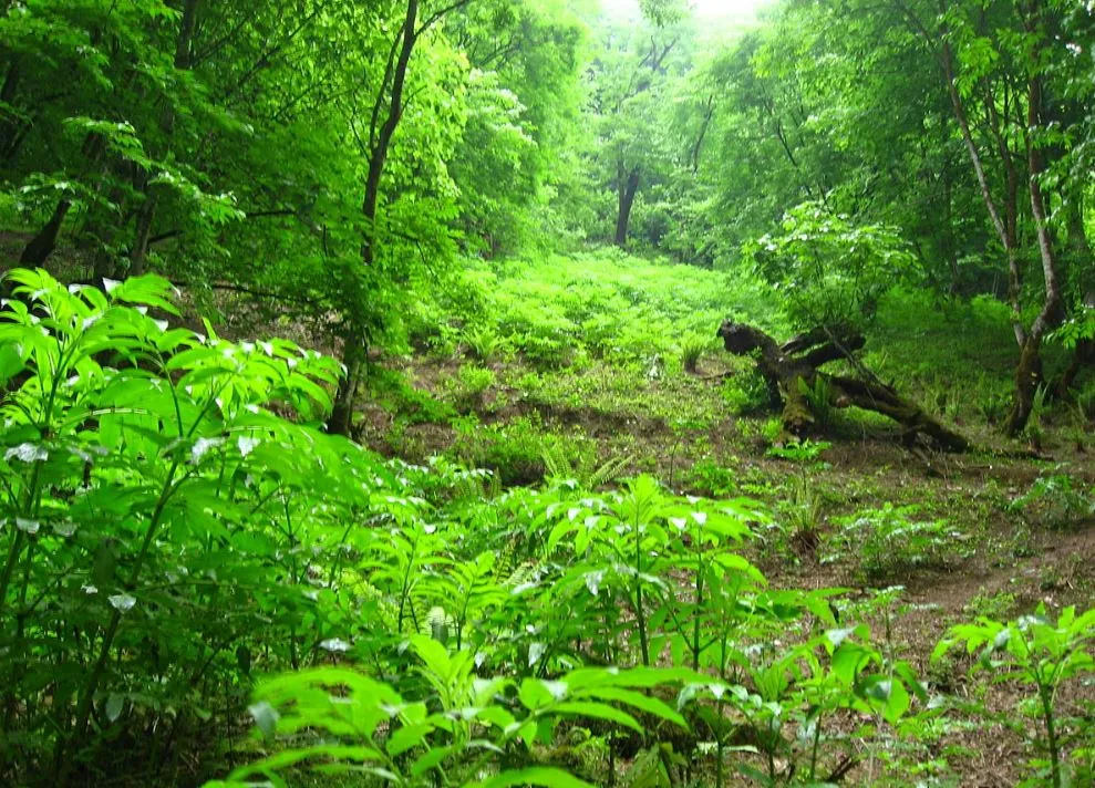 UNESCO registers hyrcanian forests as World Heritage