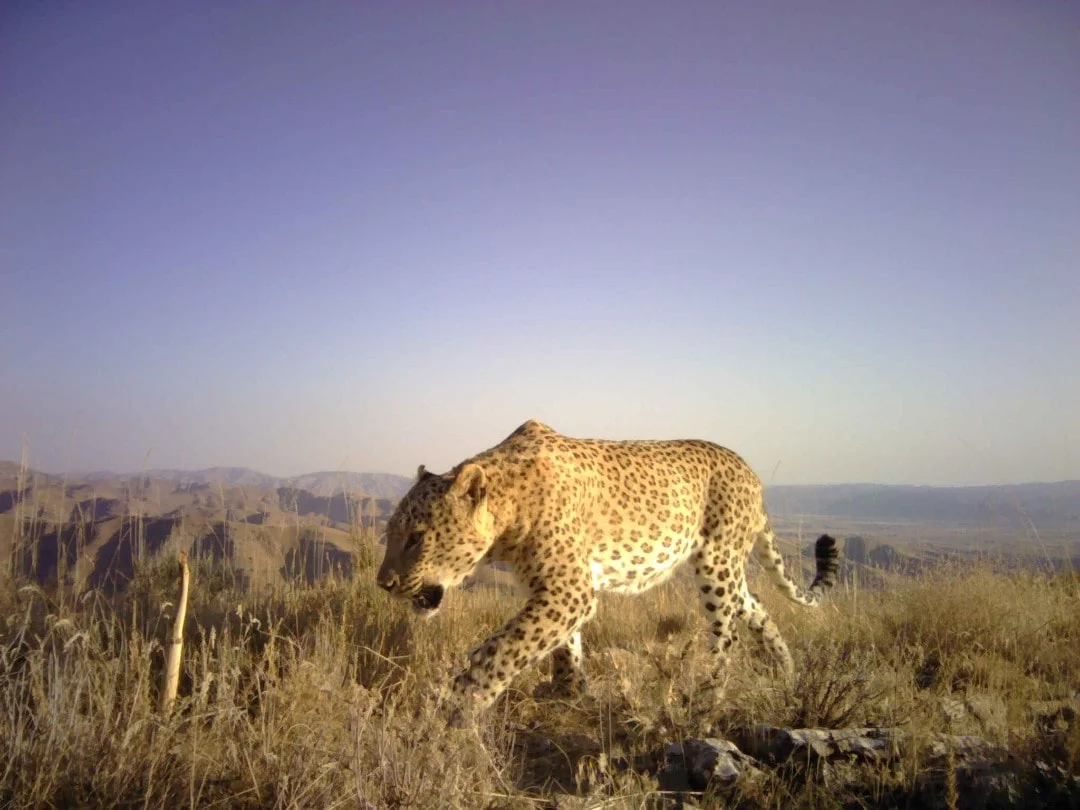 Persian Leopard