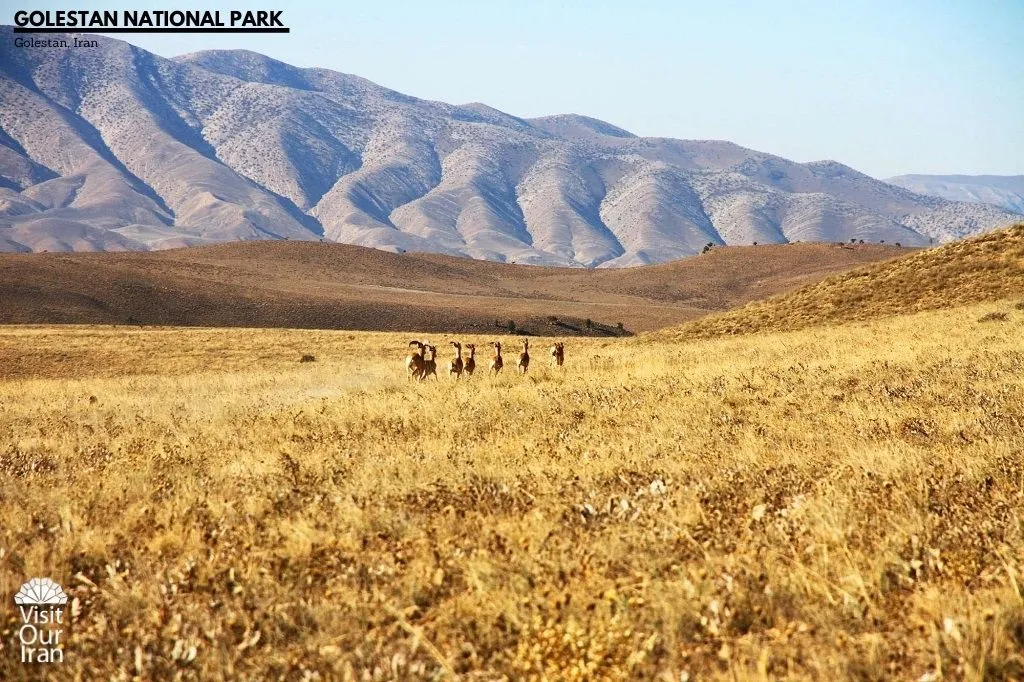 Wild Goats at Golestan National Park 1