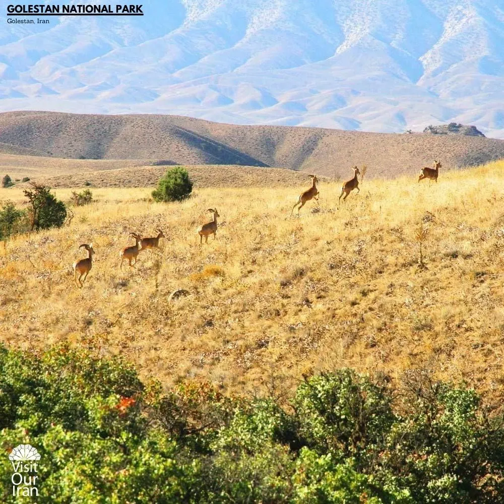 Wild Goats at Golestan National Park 2