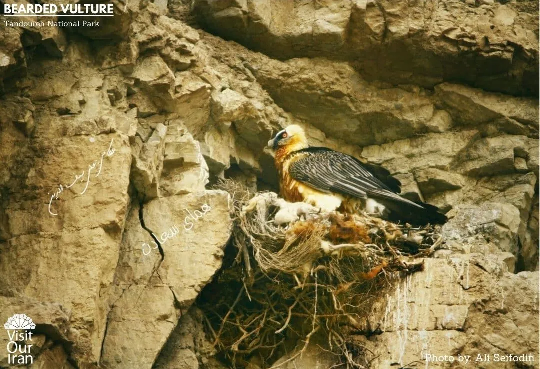 bearded vulture 1