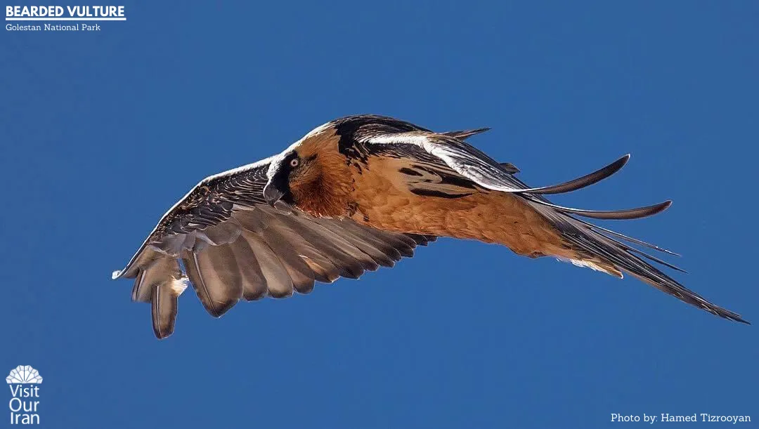 bearded vulture 1