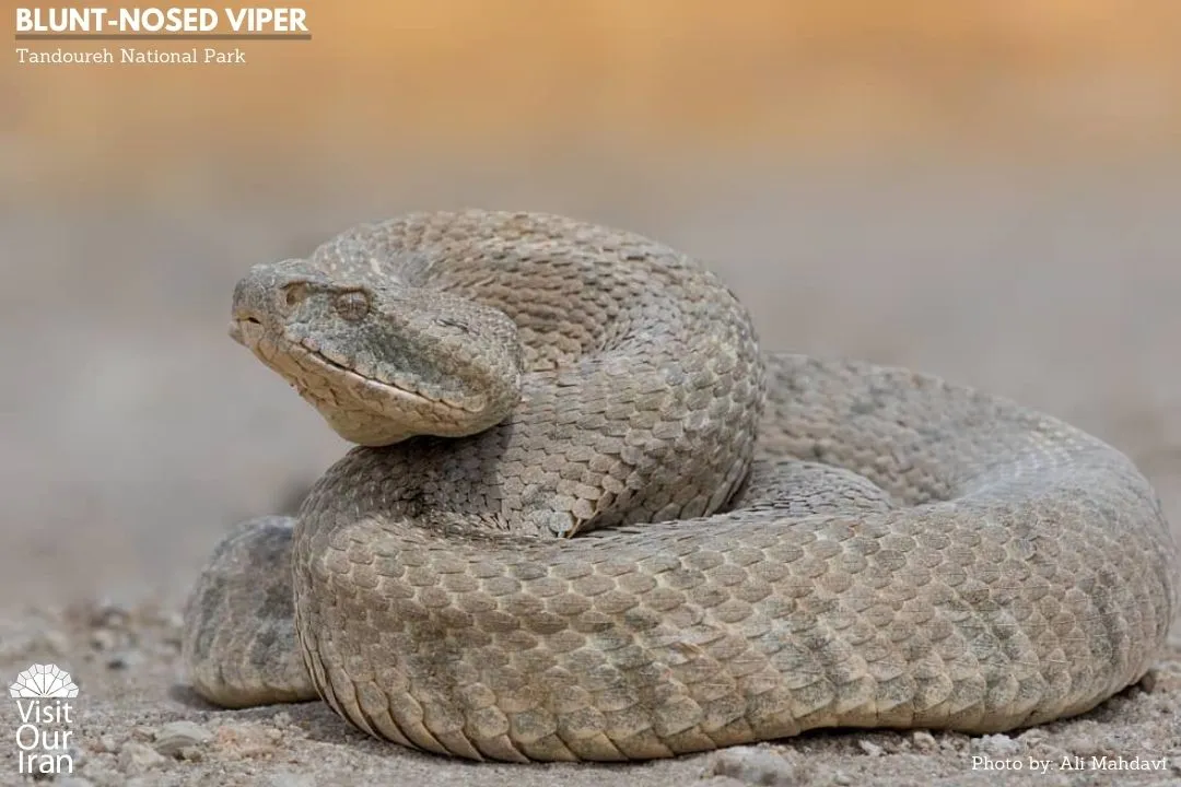 blunt nosed viper
