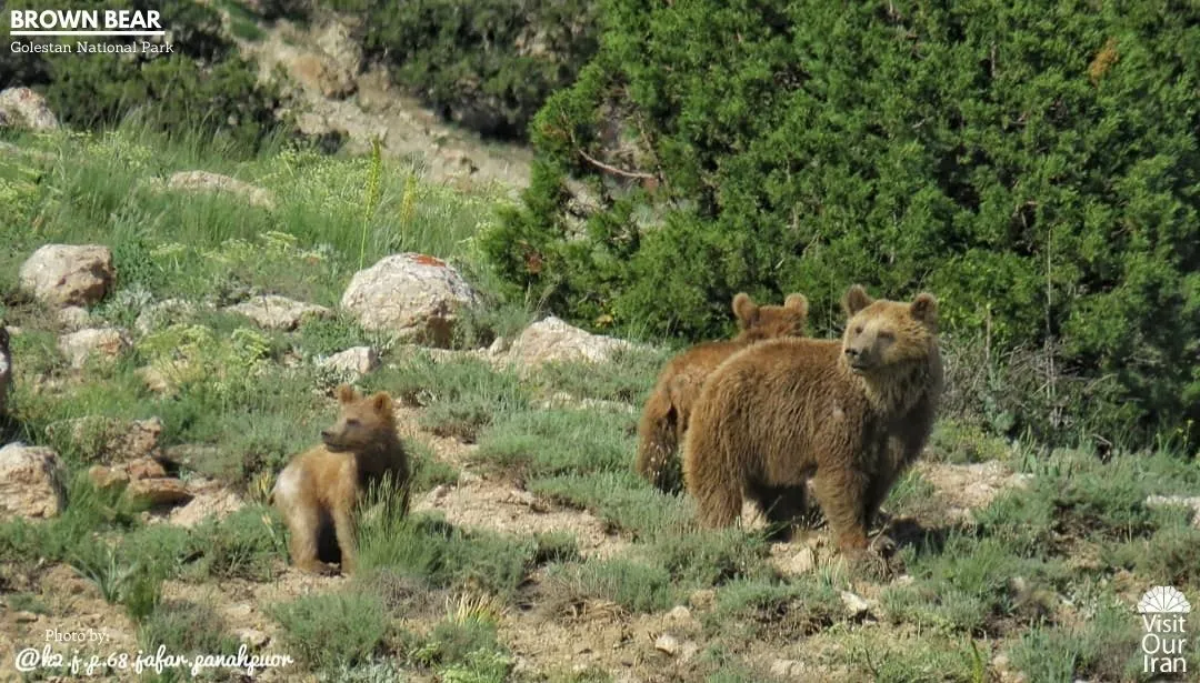 brown bear 1