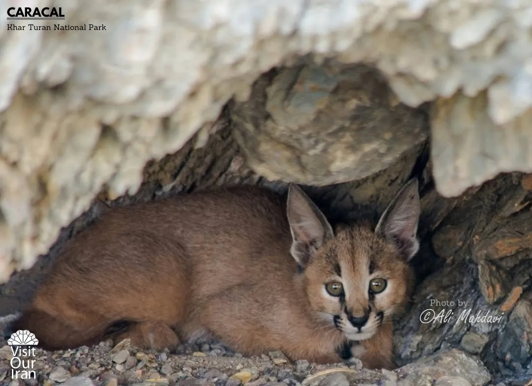 caracal