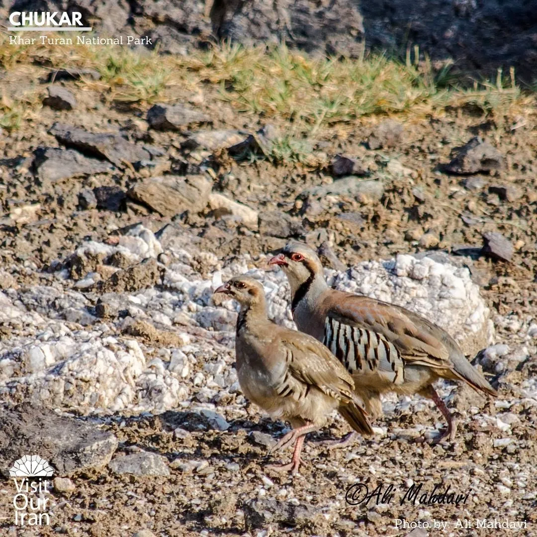 chukar