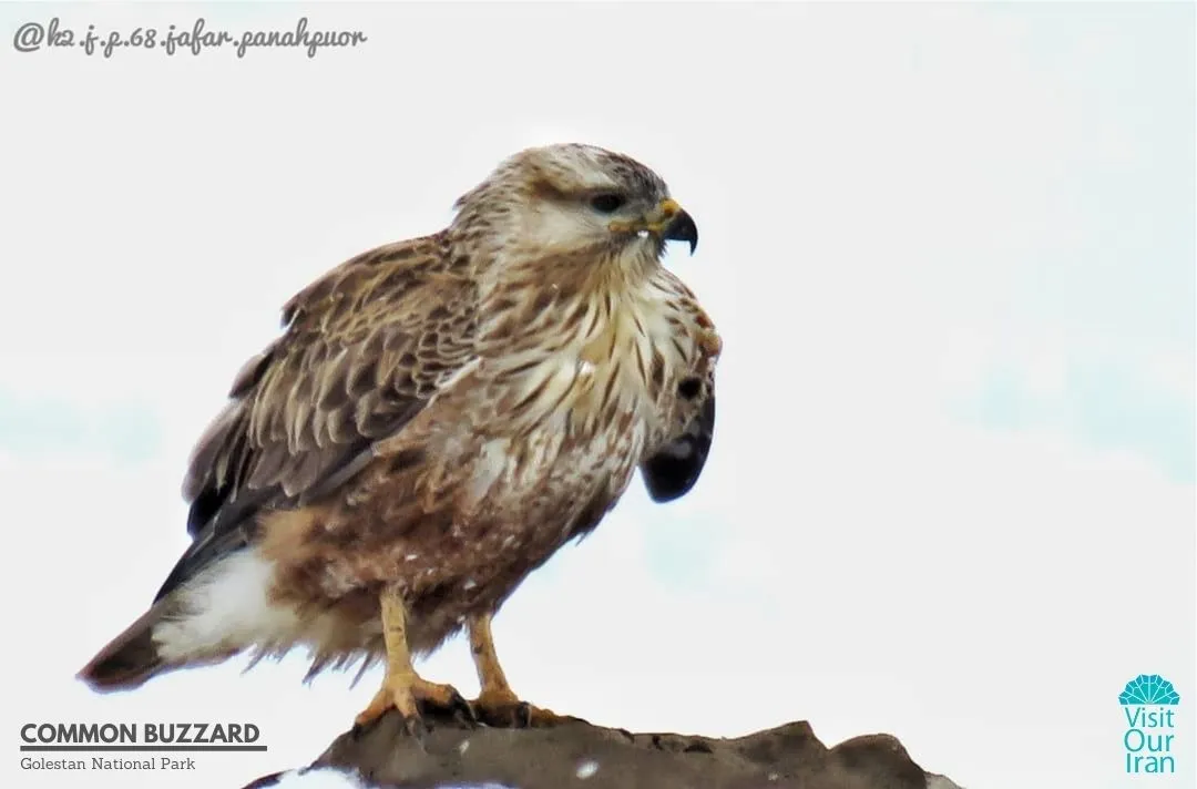 common buzzard