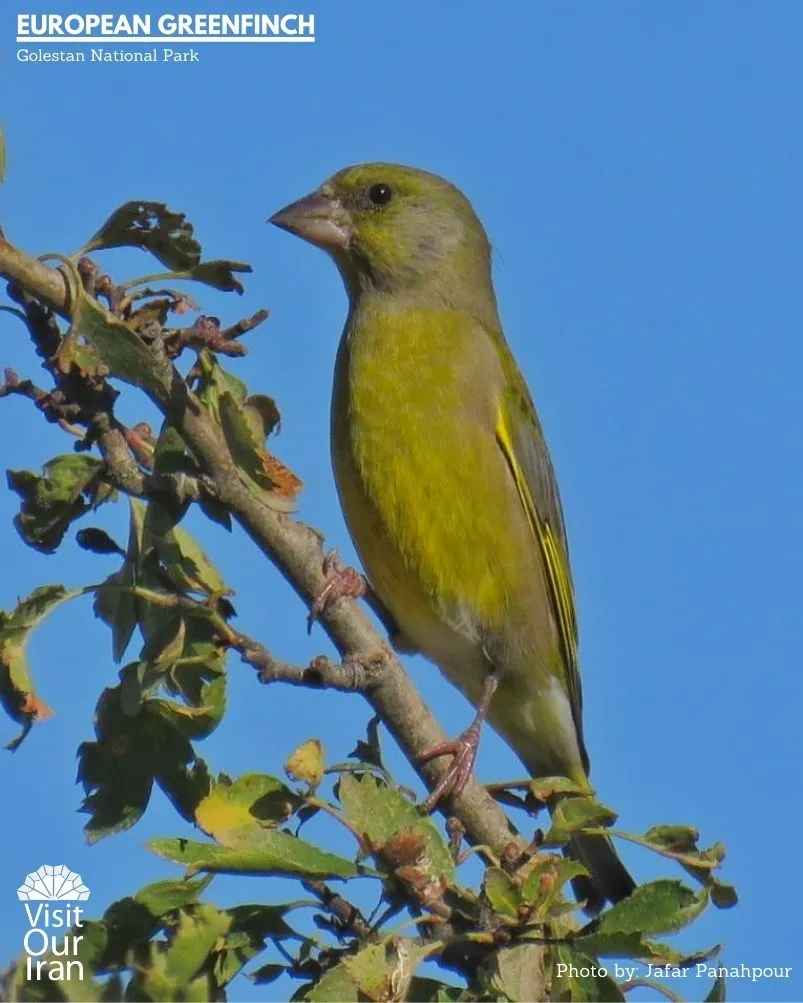 common chaffinch