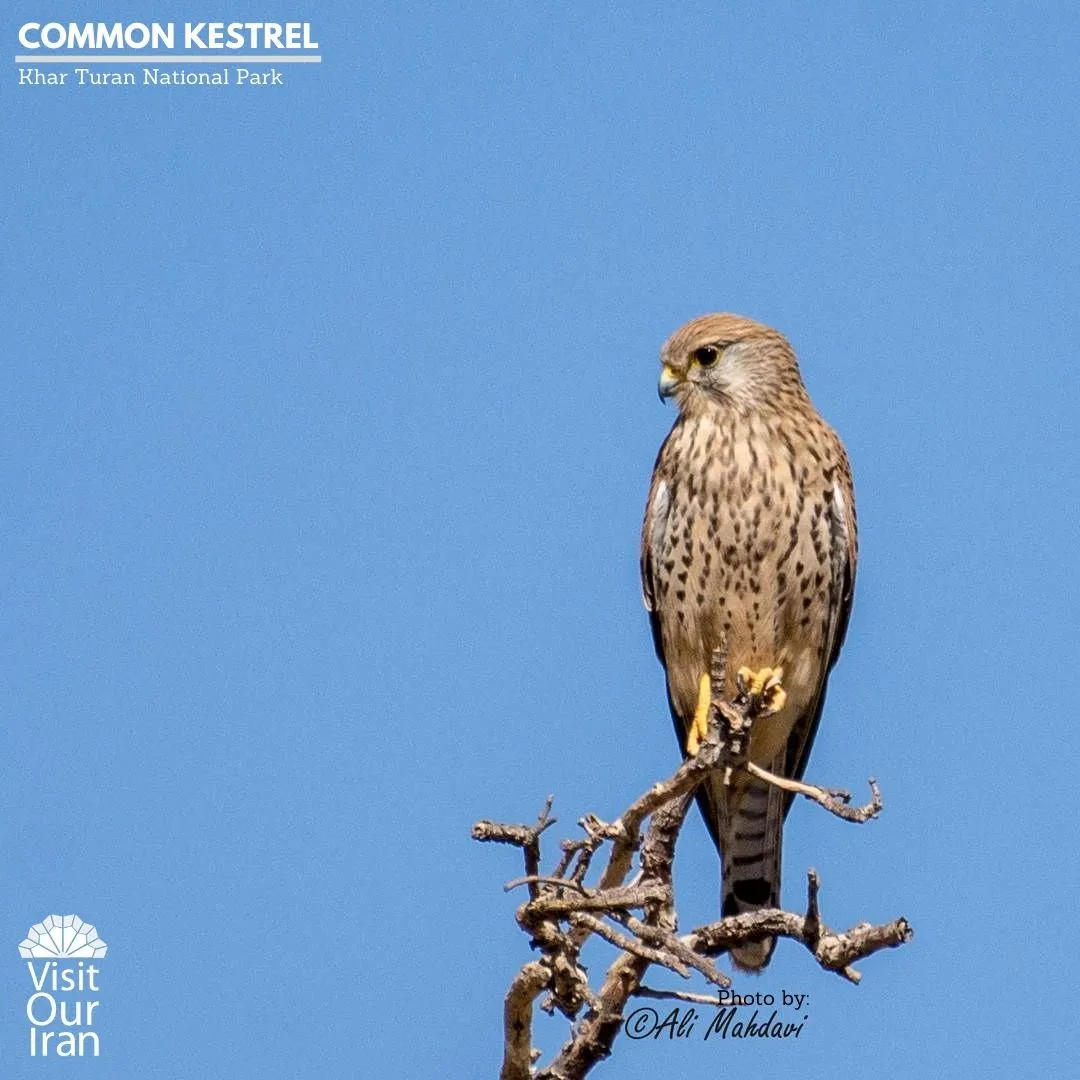 common kestrel 1