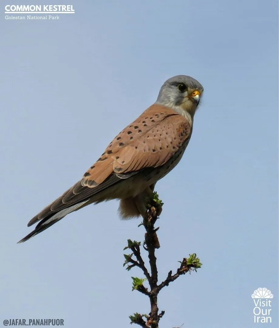 common kestrel