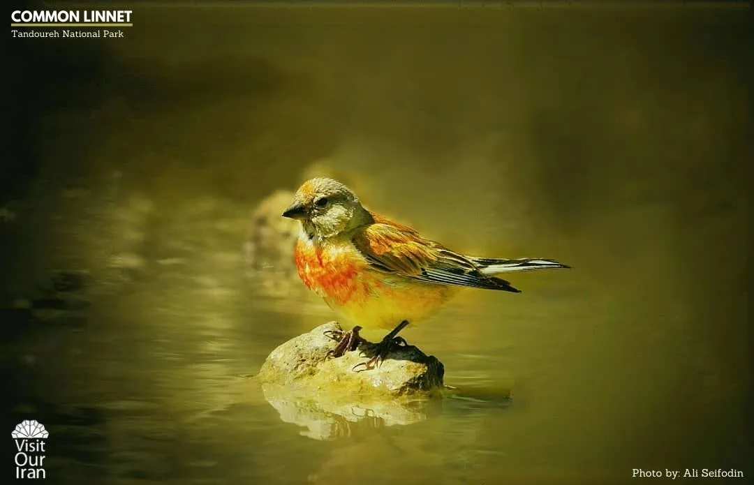 common linnet 2