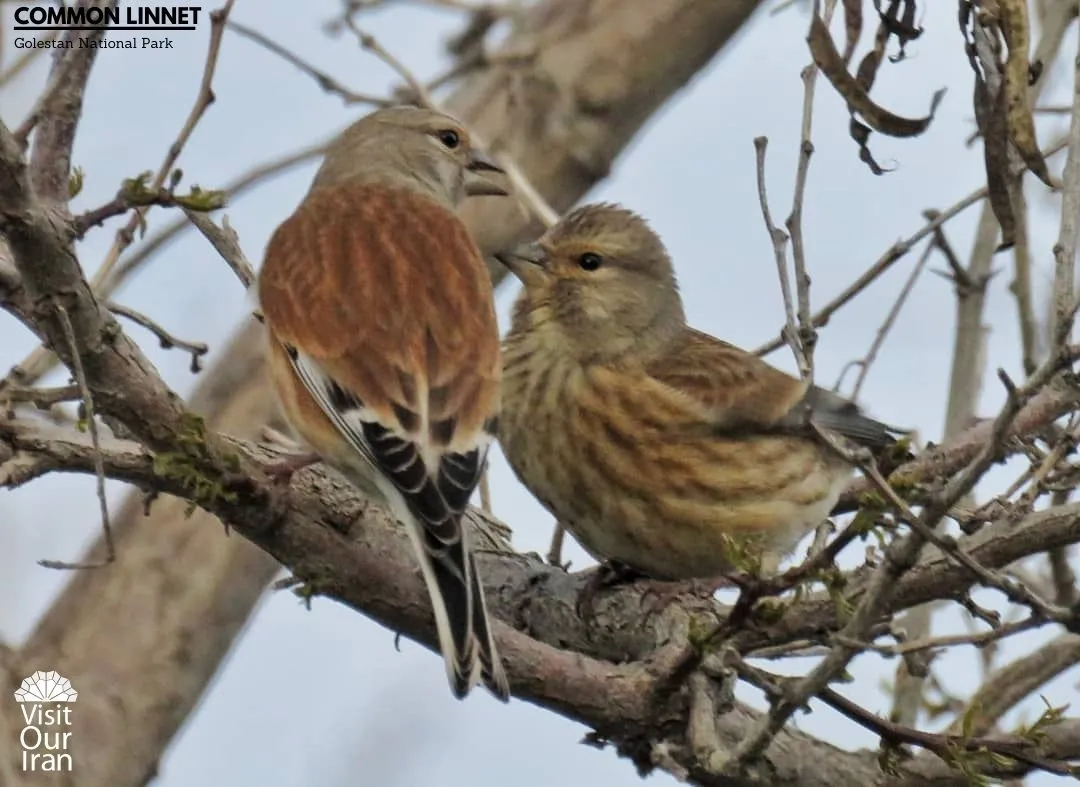 common linnet