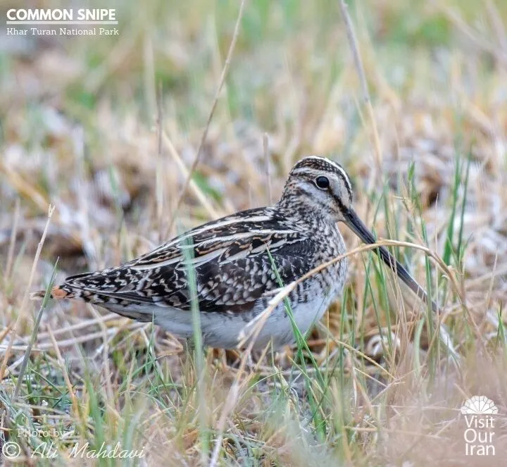 common snipe